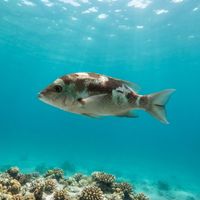 Monocle Bream