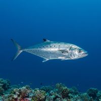 Doublespotted Queenfish