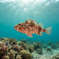 Mushroom Scorpionfish