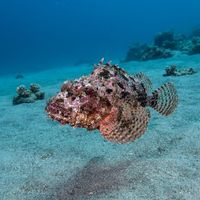 Stone Scorpionfish with mottled brown and grey skin resting motionless on rocky reef rubble.