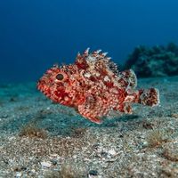 Small Red Scorpionfish