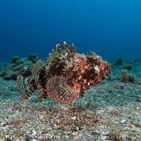 Black scorpionfish with mottled brown and grey skin resting motionless on a rocky Mediterranean seabed.