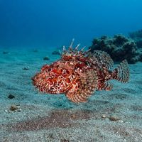 Red Scorpionfish
