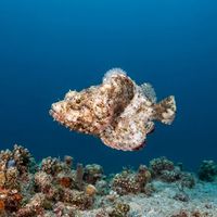 Devil Scorpionfish