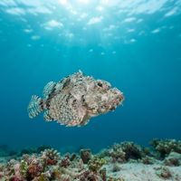 Flasher Scorpionfish