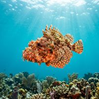 Scorpionfish resting motionless on a rocky reef, its mottled brown and red body blending with encrusting algae and sponge.