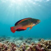 Scott's Fairy-wrasse