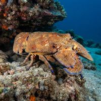 Mediterranean slipper lobster with a flattened mottled brown shell resting under a rocky reef ledge.