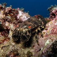 Slipper Lobster