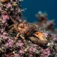 Sharpnose Crab