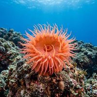 Sea anemone with translucent pink and white tentacles fully extended, attached to a rocky reef.