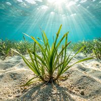 Sea Grass