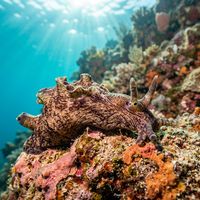 Sea hare, a large soft-bodied brownish mollusc with ear-like rhinophores, crawling slowly over a rocky reef.