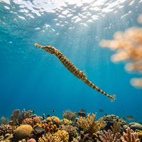 Sea needle pipefish with elongated tubular body and mottled green-brown colouration resting among seagrass in shallow water.