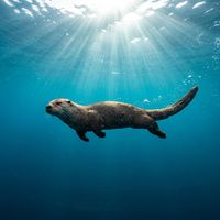 Sea Otter