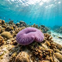 Sea pansy colony on sandy seafloor showing a flat kidney-shaped purple disc with small white polyps extended across its surface.
