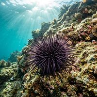 Sea Urchin (Echinoidea spp.) in its marine habitat