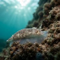 Sea Whip Slug