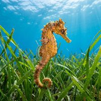Seahorse clinging to a seagrass stem with muted brown and tan colouring, photographed in shallow coastal water.