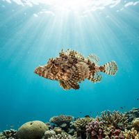 Seamoth
