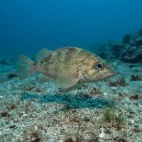 Kelp Rockfish