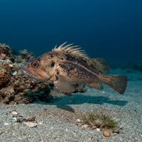 Brown Rockfish