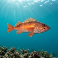 Chilipepper Rockfish
