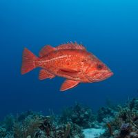 Vermilion Rockfish