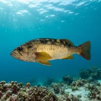 Olive Rockfish