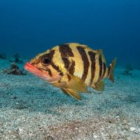 Treefish