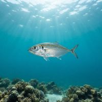 Oxeye Scad