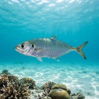 Bigeye Scad