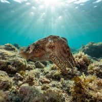African Cuttlefish