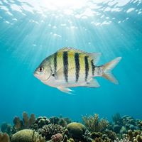 Sergeants fish showing pale yellow-white body with five bold black vertical bars swimming over a shallow coral reef.