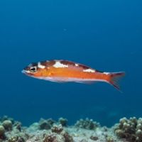 Tobaccofish