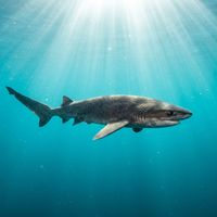 Broadnose sevengill shark with dark spots on a broad grey body swimming through open water over a rocky reef.