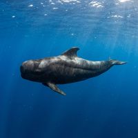 Short-finned pilot whale, dark grey-black with a bulging rounded melon and stocky body, swimming in open blue water.