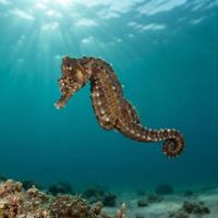 Adult short-snouted seahorse with a mottled brown body gripping a strand of eelgrass underwater.