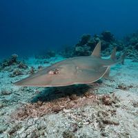 Shovelnose Guitarfish
