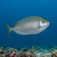 Dusky Rabbitfish