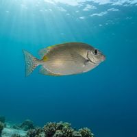Goldlined Rabbitfish
