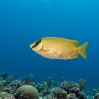 Bluelined Rabbitfish