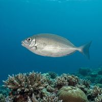 Adult marbled spinefoot with olive-grey mottled body and pointed snout hovering over a rocky Mediterranean reef.
