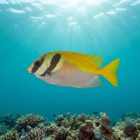 Doublebar Rabbitfish