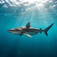 Requiem Shark