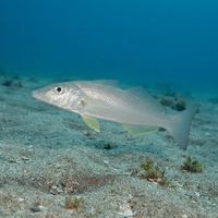 Sand Whiting