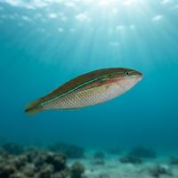 Silverstreaked Wrasse