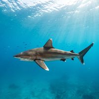 Silvertip shark with distinctive white-tipped fins swimming along a tropical reef edge in blue open water.