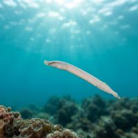 Mushroom-coral Pipefish