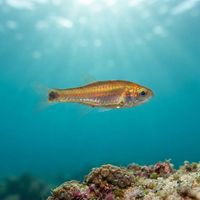 Little Siphonfish